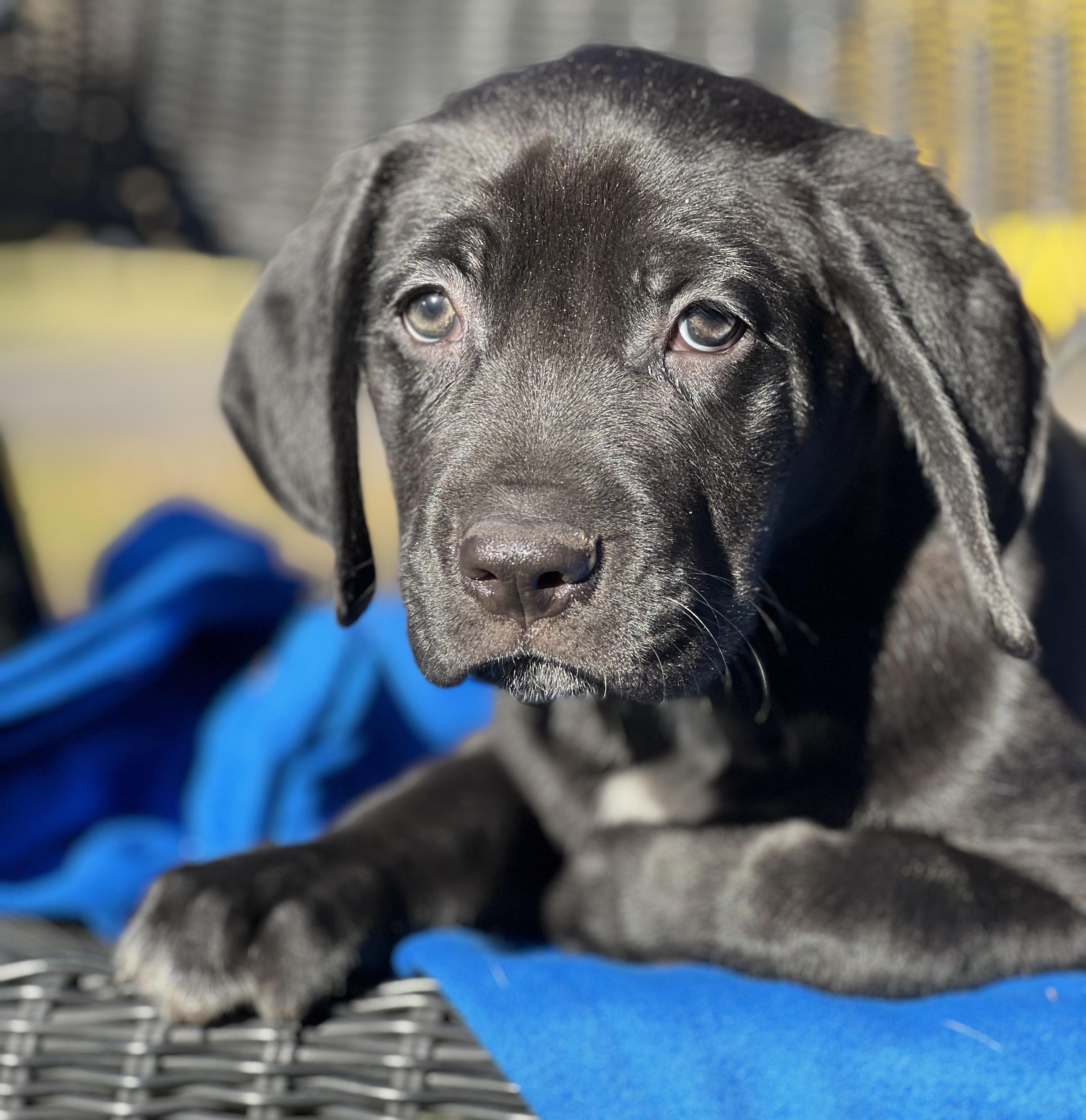 Enlarge Tweety, a Adoptable mixed breed in Mt Pleasant, SC image 4/6