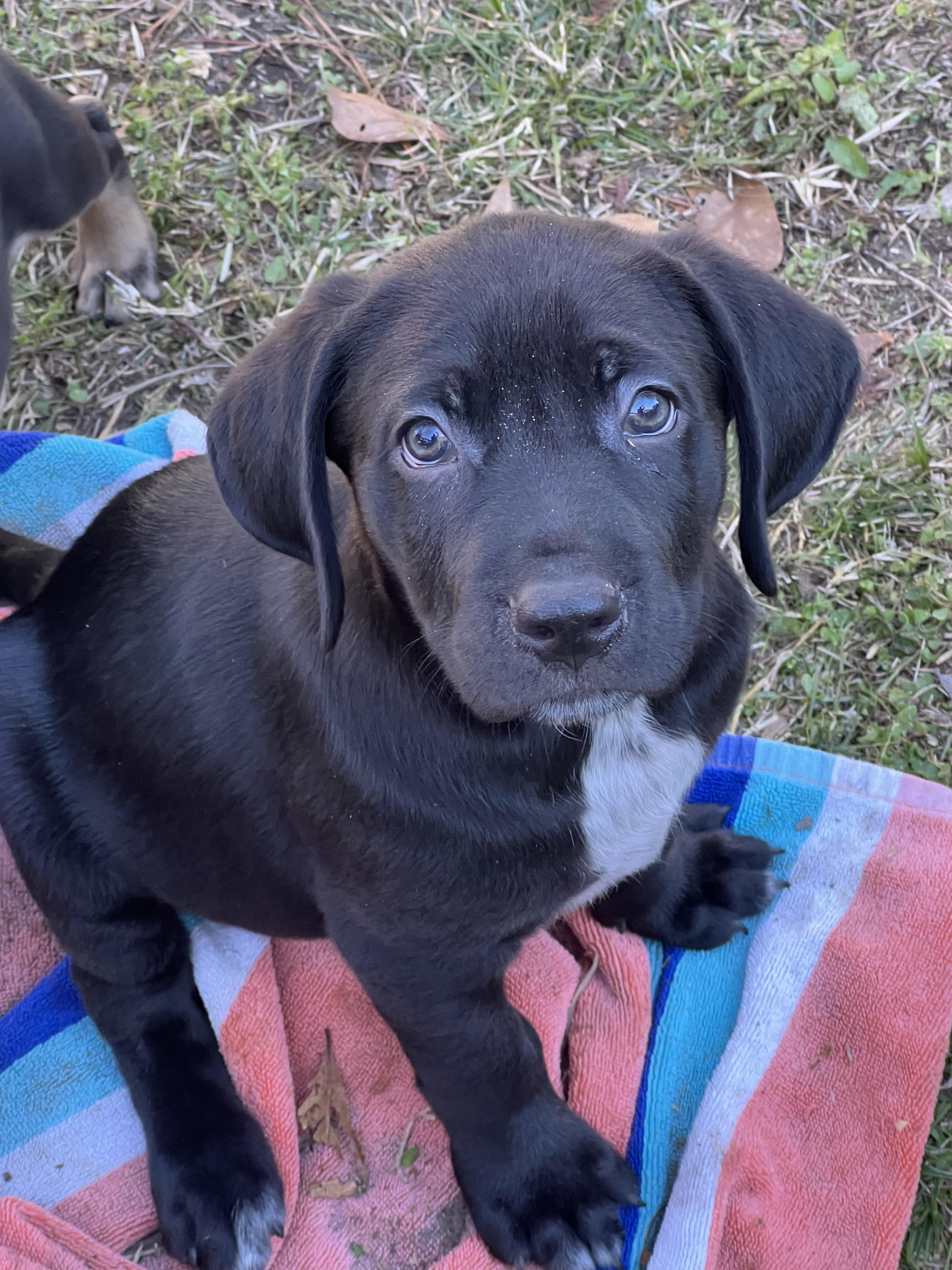 Enlarge Tweety, a Adoptable mixed breed in Mt Pleasant, SC image 5/6