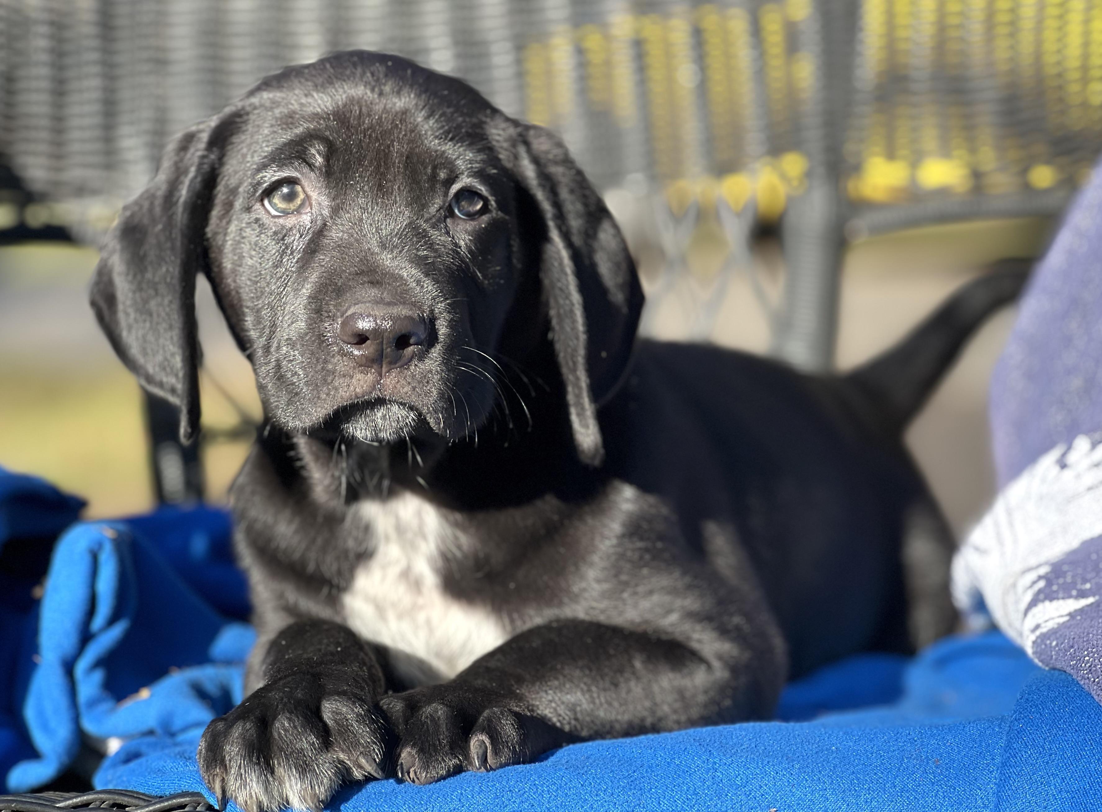 Enlarge Tweety, a Adoptable mixed breed in Mt Pleasant, SC image 6/6