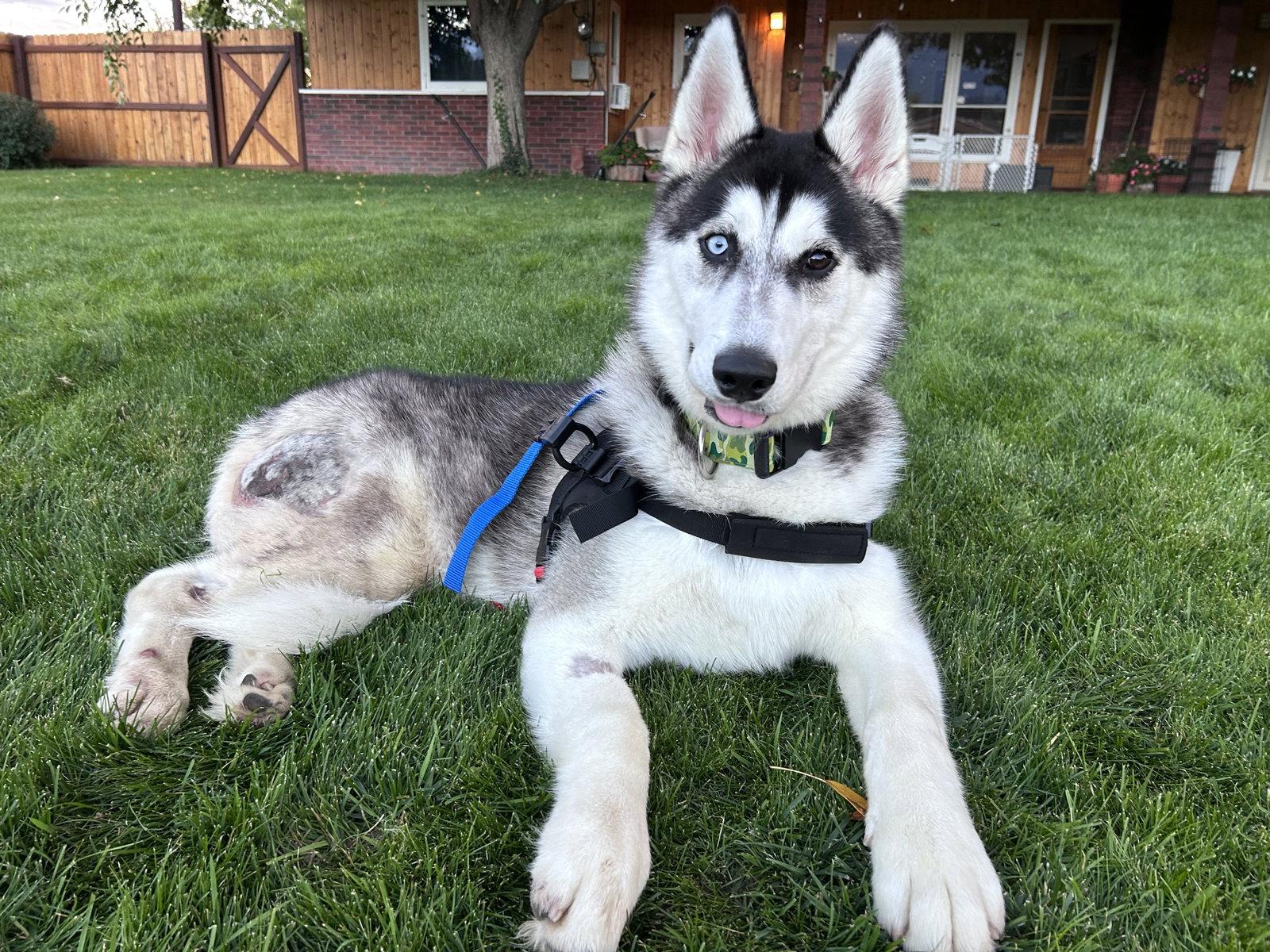 Enlarge Radar, a Adoptable Husky in Polson, MT image 1/3