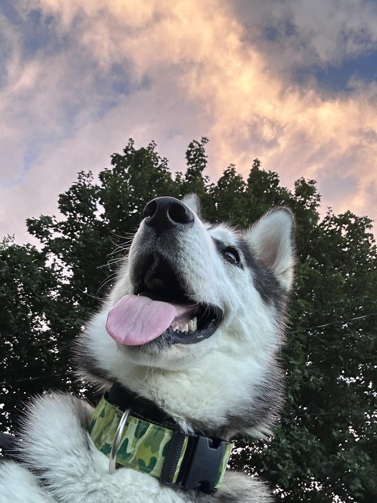 Enlarge Radar, a Adoptable Husky in Polson, MT image 3/3