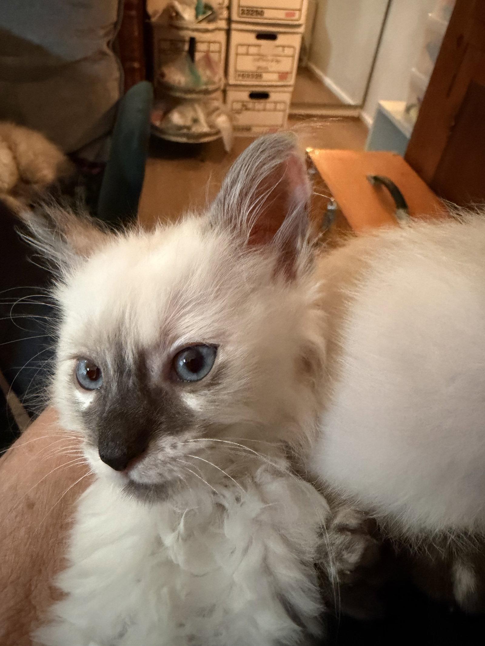 Tillamook, Adoptable, Kitten Female Siamese & Ragdoll.