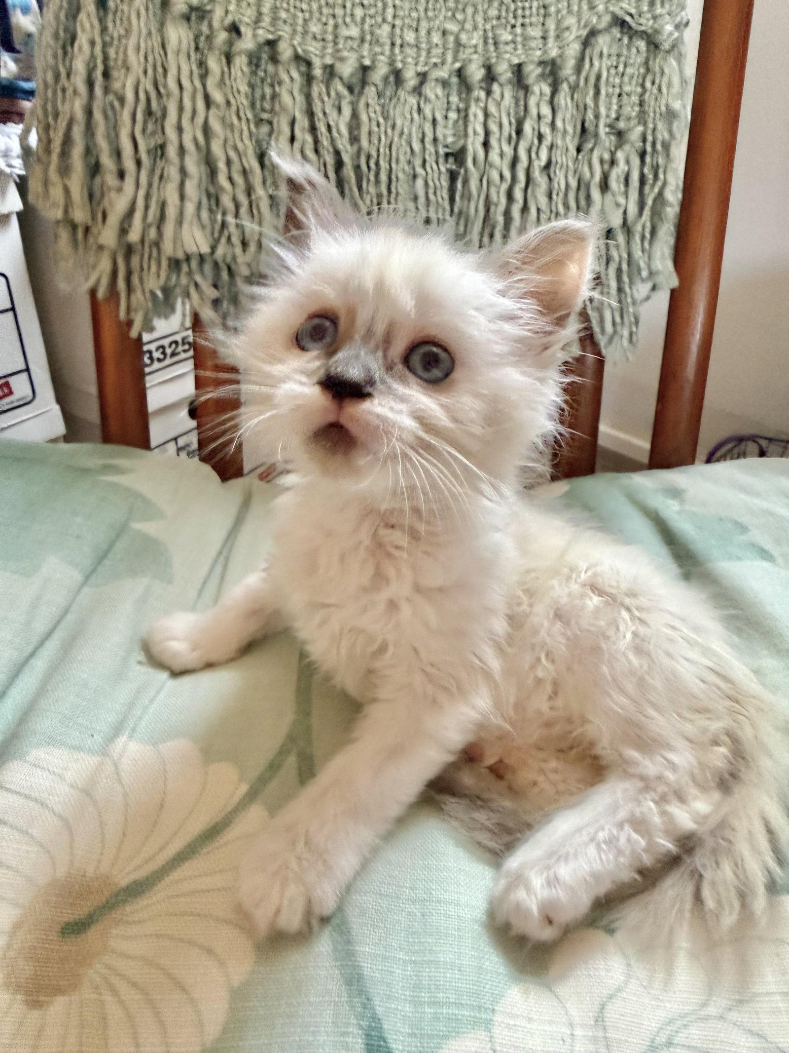 Enlarge Tillamook, a Adoptable mixed breed in Laguna Niguel, CA image 3/3