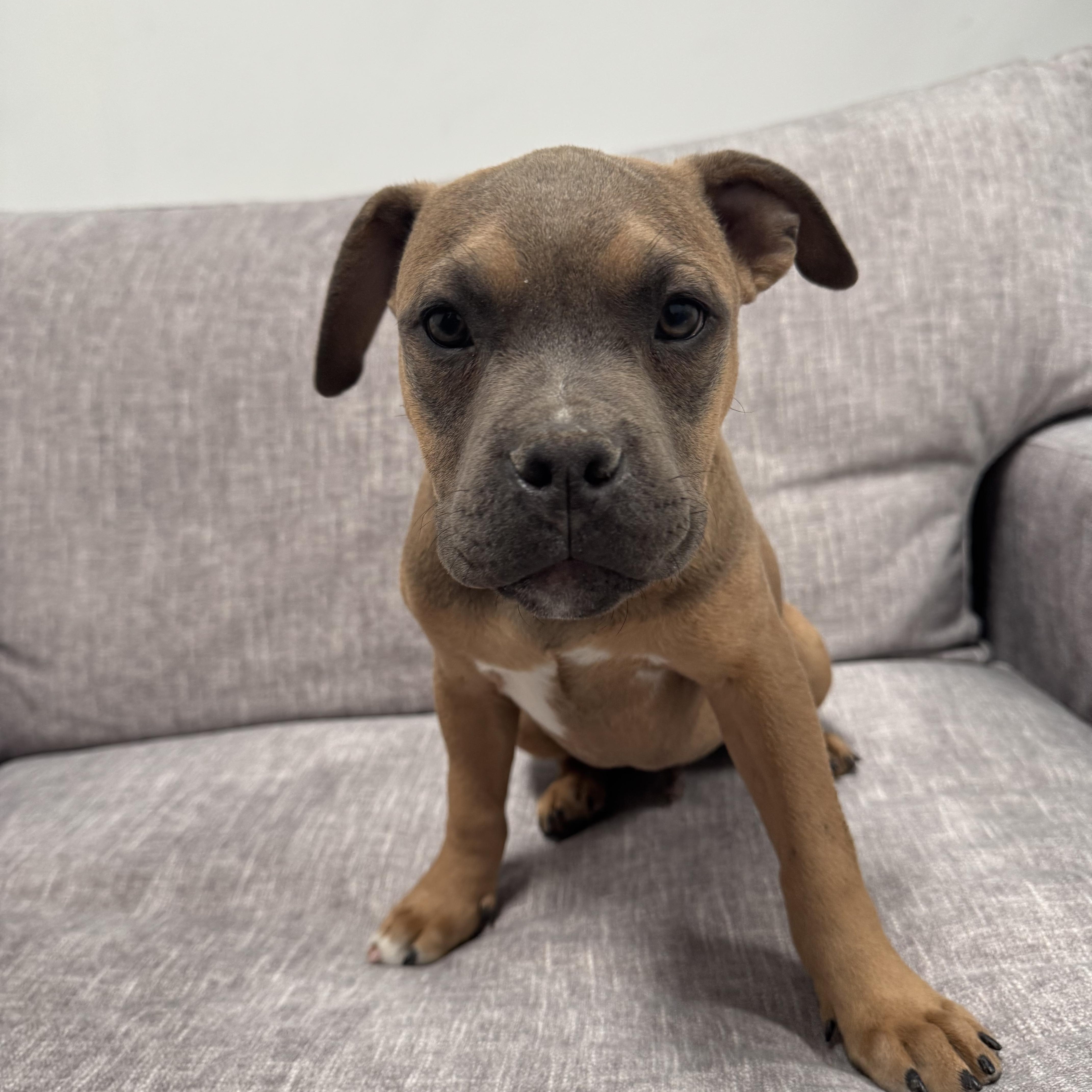 Enlarge Gordito, a Adoptable mixed breed in Henderson, NV image 3/3