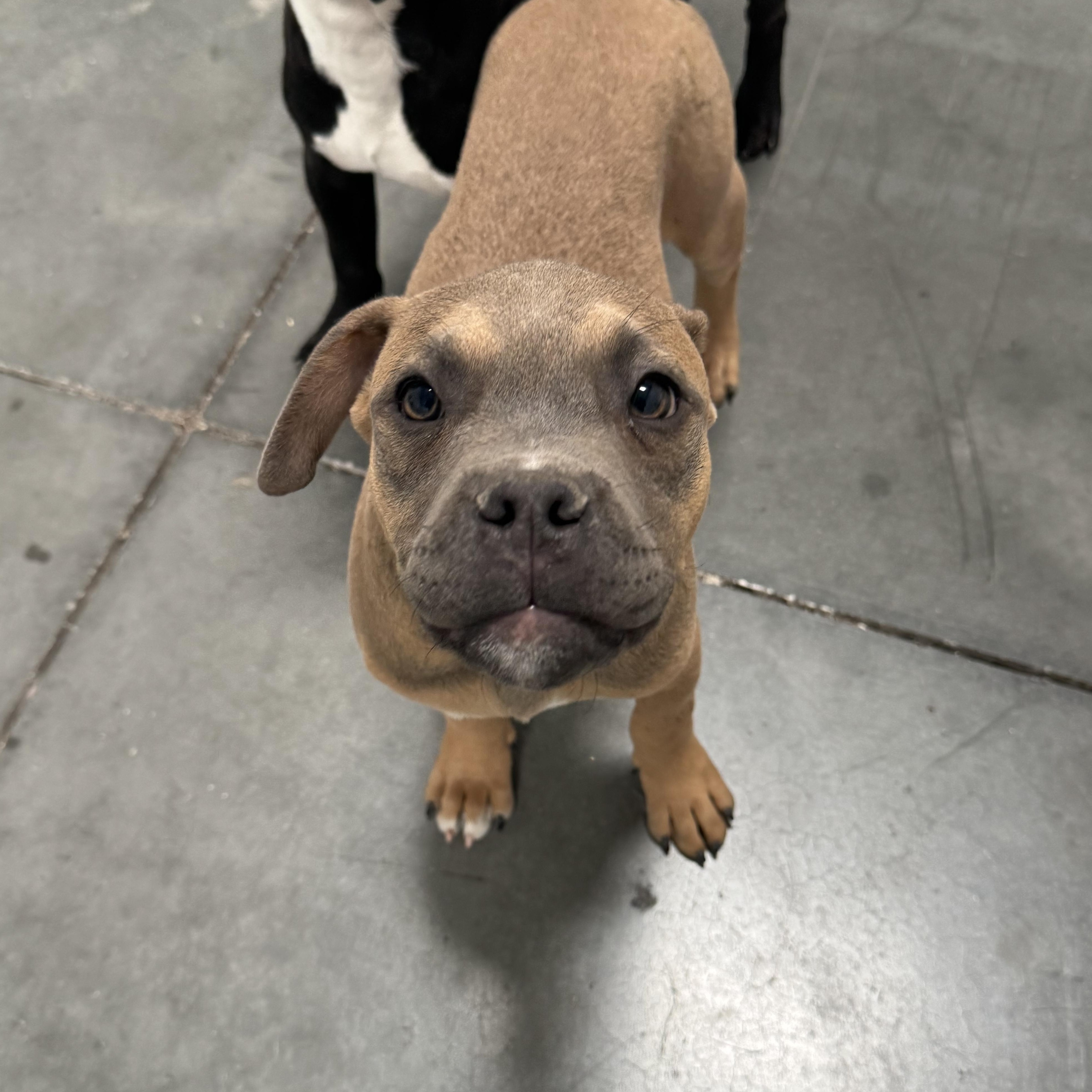 Enlarge Gordito, a Adoptable mixed breed in Henderson, NV image 2/3