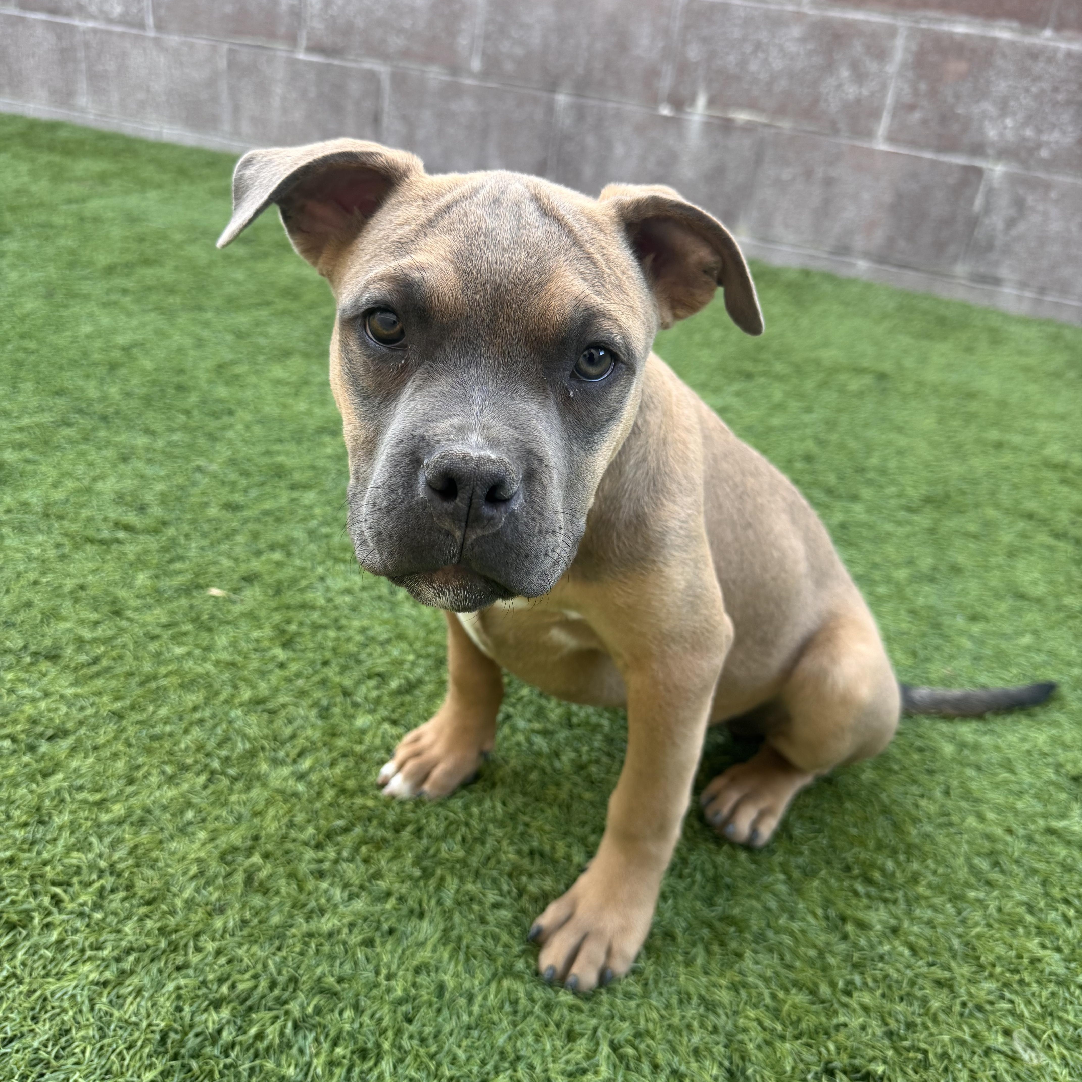 Enlarge Gordito, a Adoptable mixed breed in Henderson, NV image 1/3