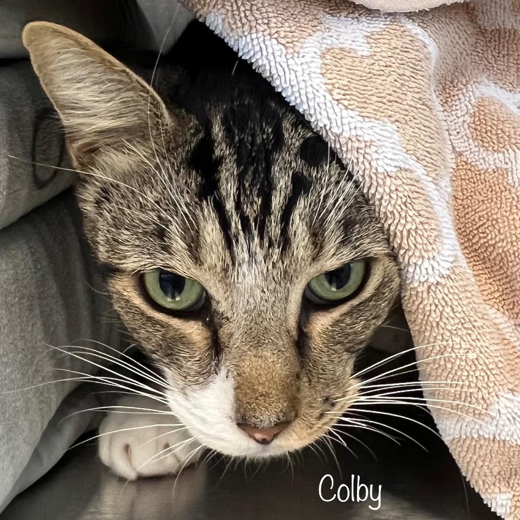 Enlarge Colby, a Adoptable mixed breed in Madisonville, TN image 1/4