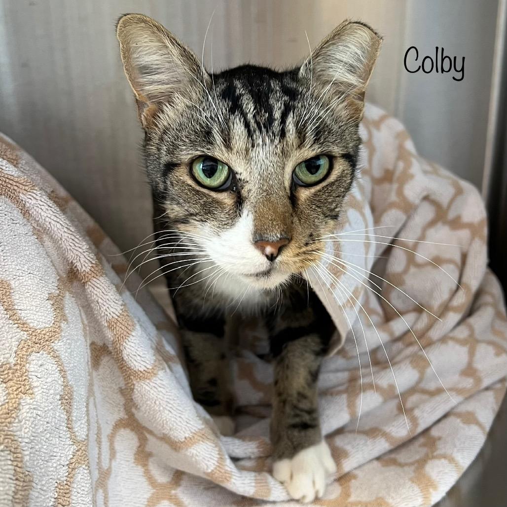 Enlarge Colby, a Adoptable mixed breed in Madisonville, TN image 2/4