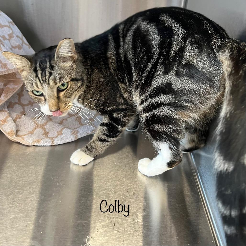 Enlarge Colby, a Adoptable mixed breed in Madisonville, TN image 4/4