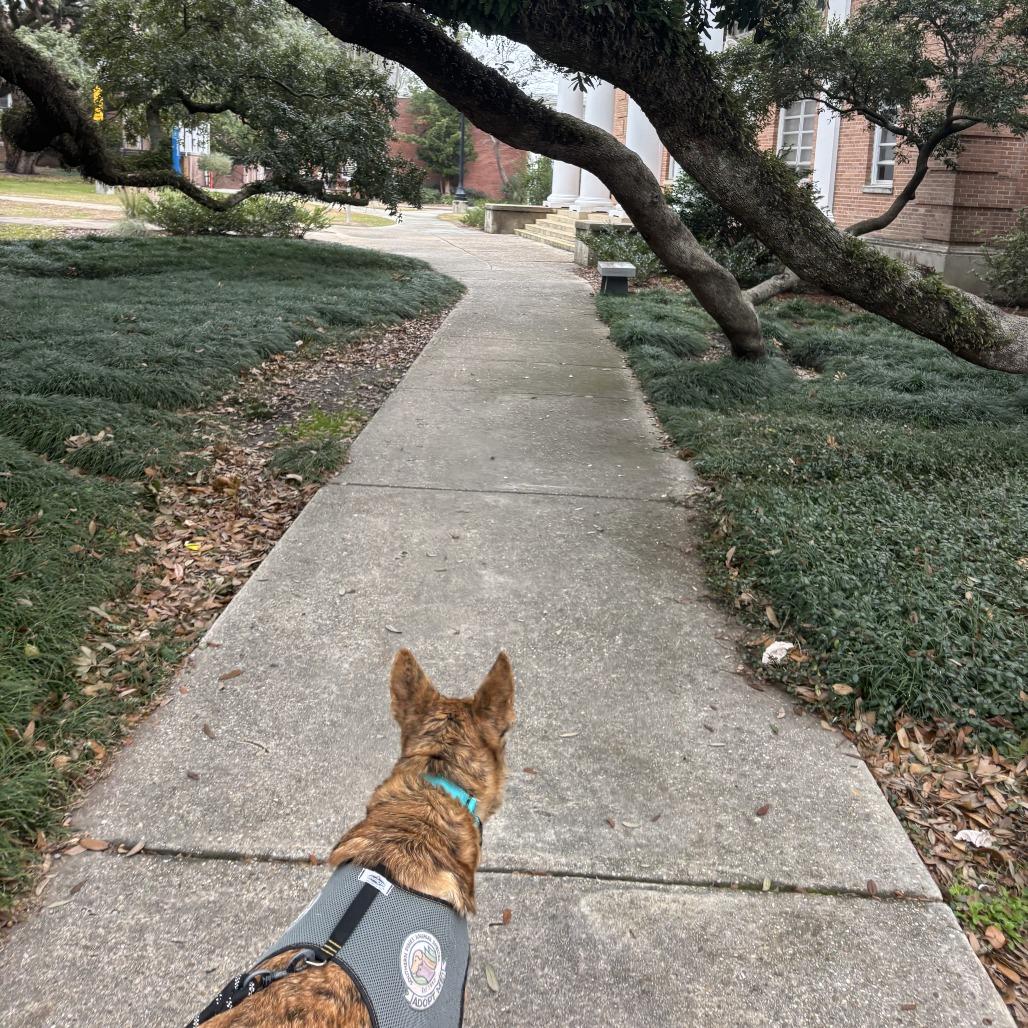Enlarge Areum, a Adoptable mixed breed in Hattiesburg, MS image 1/6