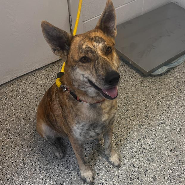 Enlarge Areum, a Adoptable mixed breed in Hattiesburg, MS image 2/6