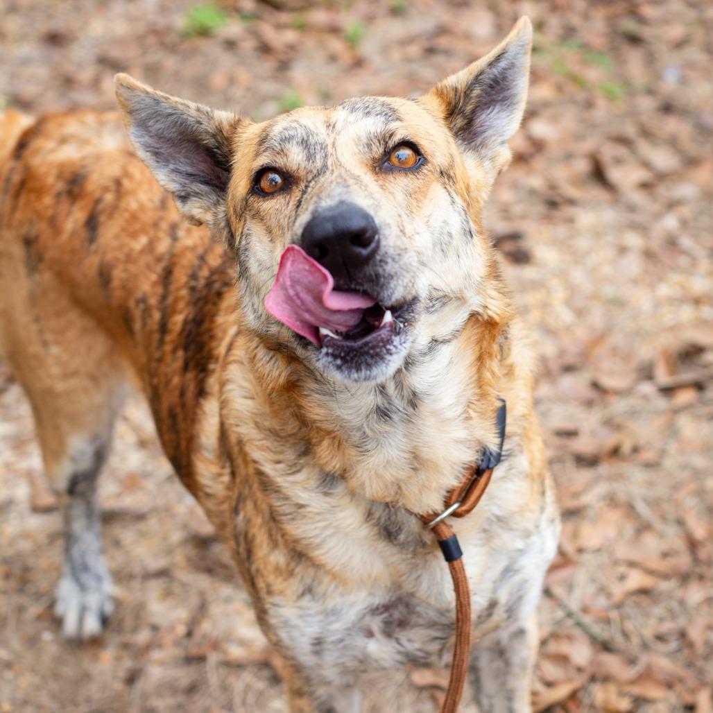 Enlarge Areum, a Adoptable mixed breed in Hattiesburg, MS image 3/6