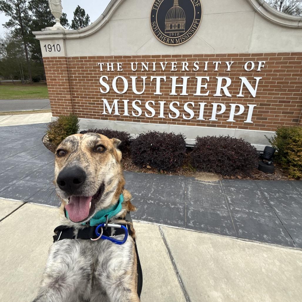 Enlarge Areum, a Adoptable mixed breed in Hattiesburg, MS image 4/6
