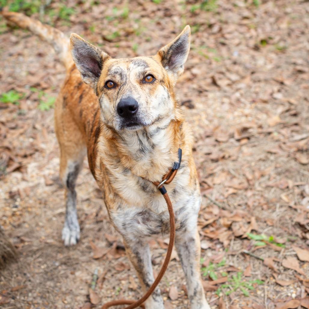 Enlarge Areum, a Adoptable mixed breed in Hattiesburg, MS image 5/6