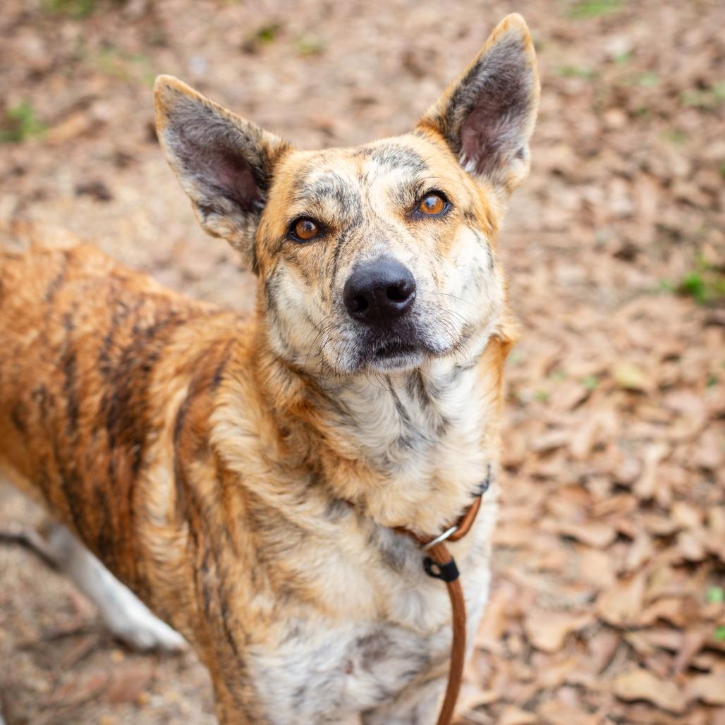 Enlarge Areum, a Adoptable mixed breed in Hattiesburg, MS image 6/6