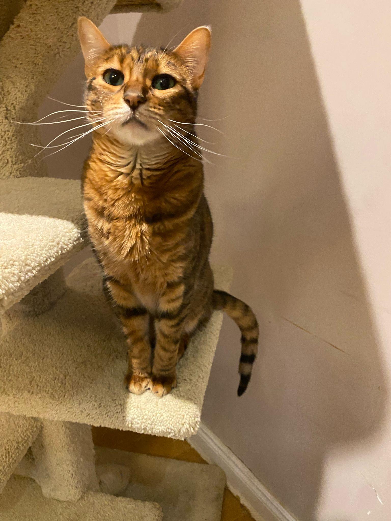 Ollie, Adult Female unknown