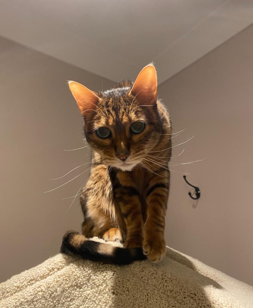 Ollie photo 2