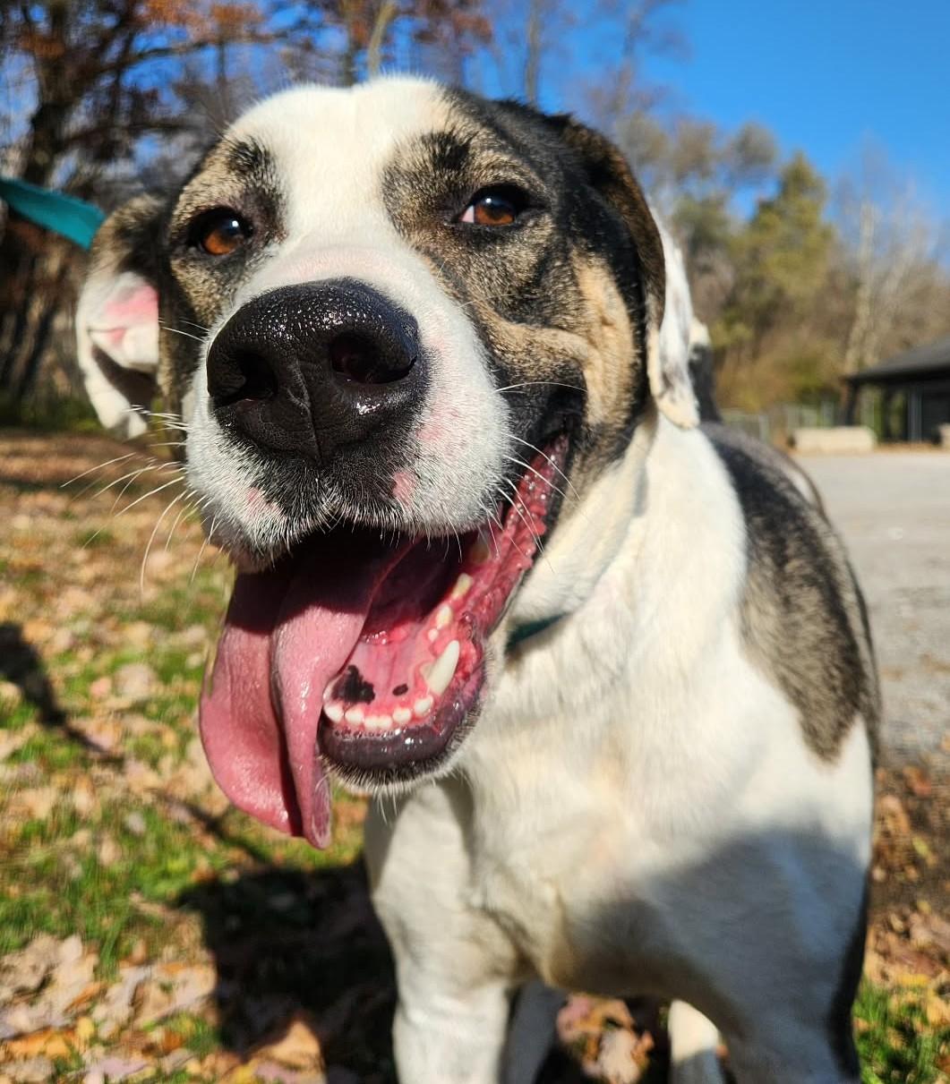 sam, Adoptable, Adult Male Hound & Labrador Retriever.