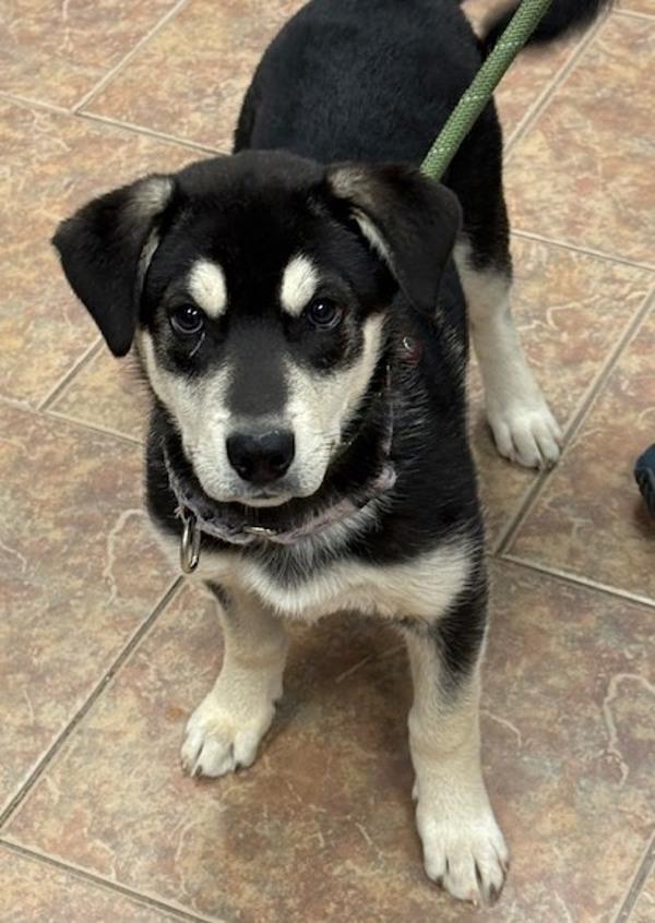 Enlarge Paprika, a Adoptable mixed breed in Littleton, CO image 1/1