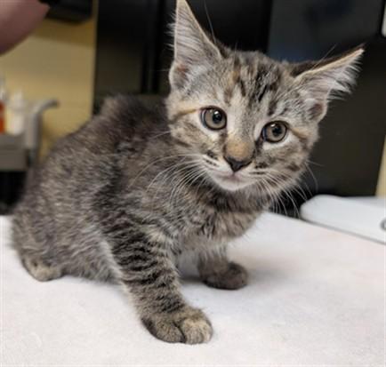 BEST WESTERN, Adoptable, Kitten Female Domestic Short Hair & Domestic Short Hair.