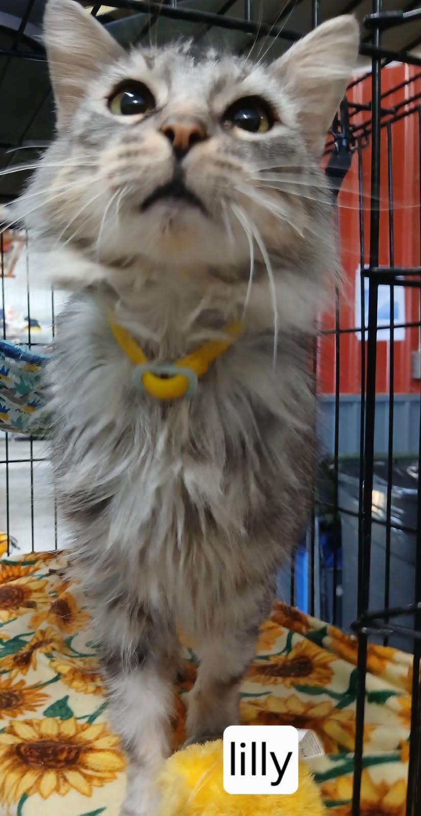 Enlarge Lilly, an adopted Domestic Long Hair in Urbana, OH image 1/1