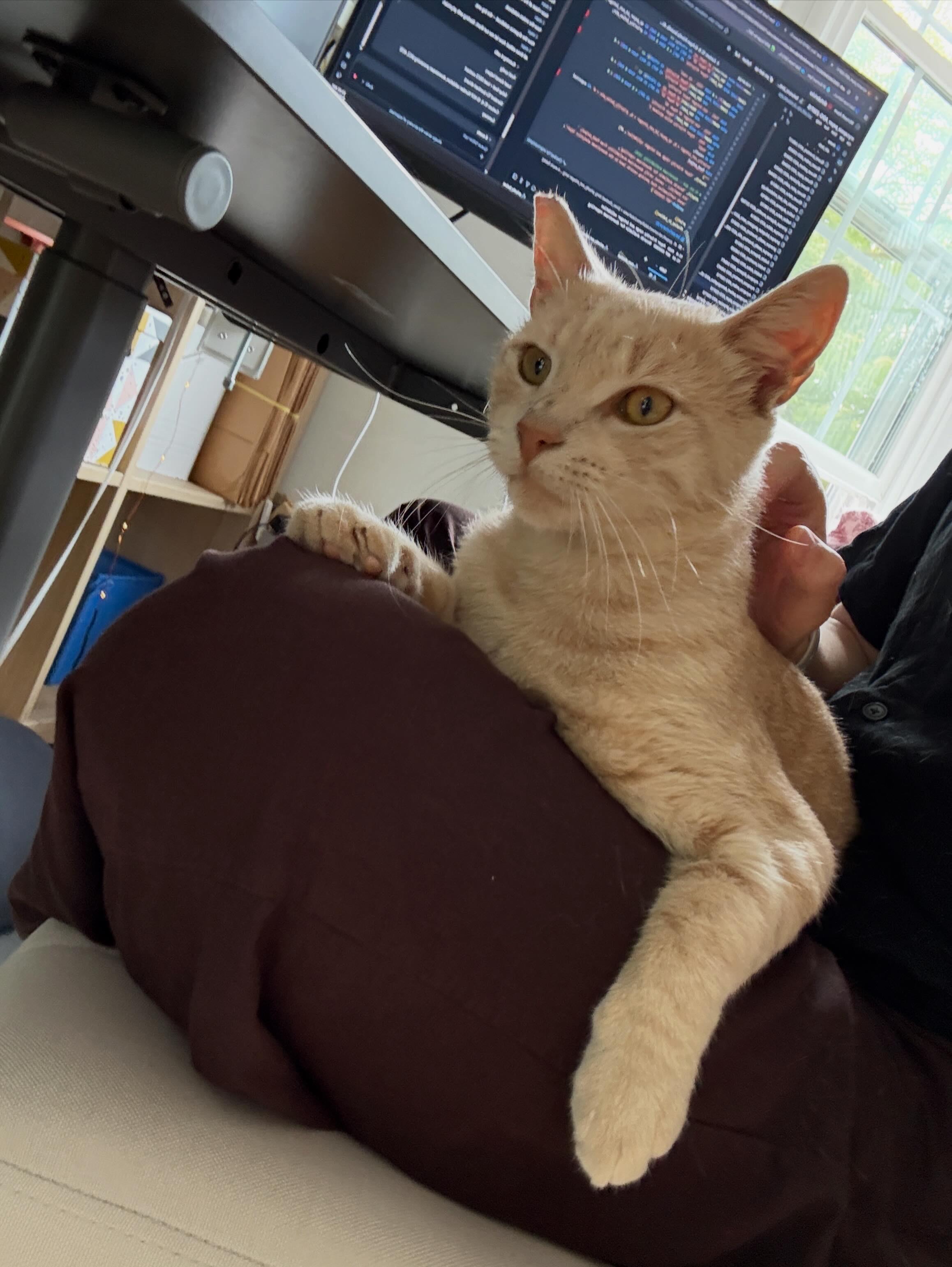 Garfield, Adopted, Adult Male Domestic Short Hair.