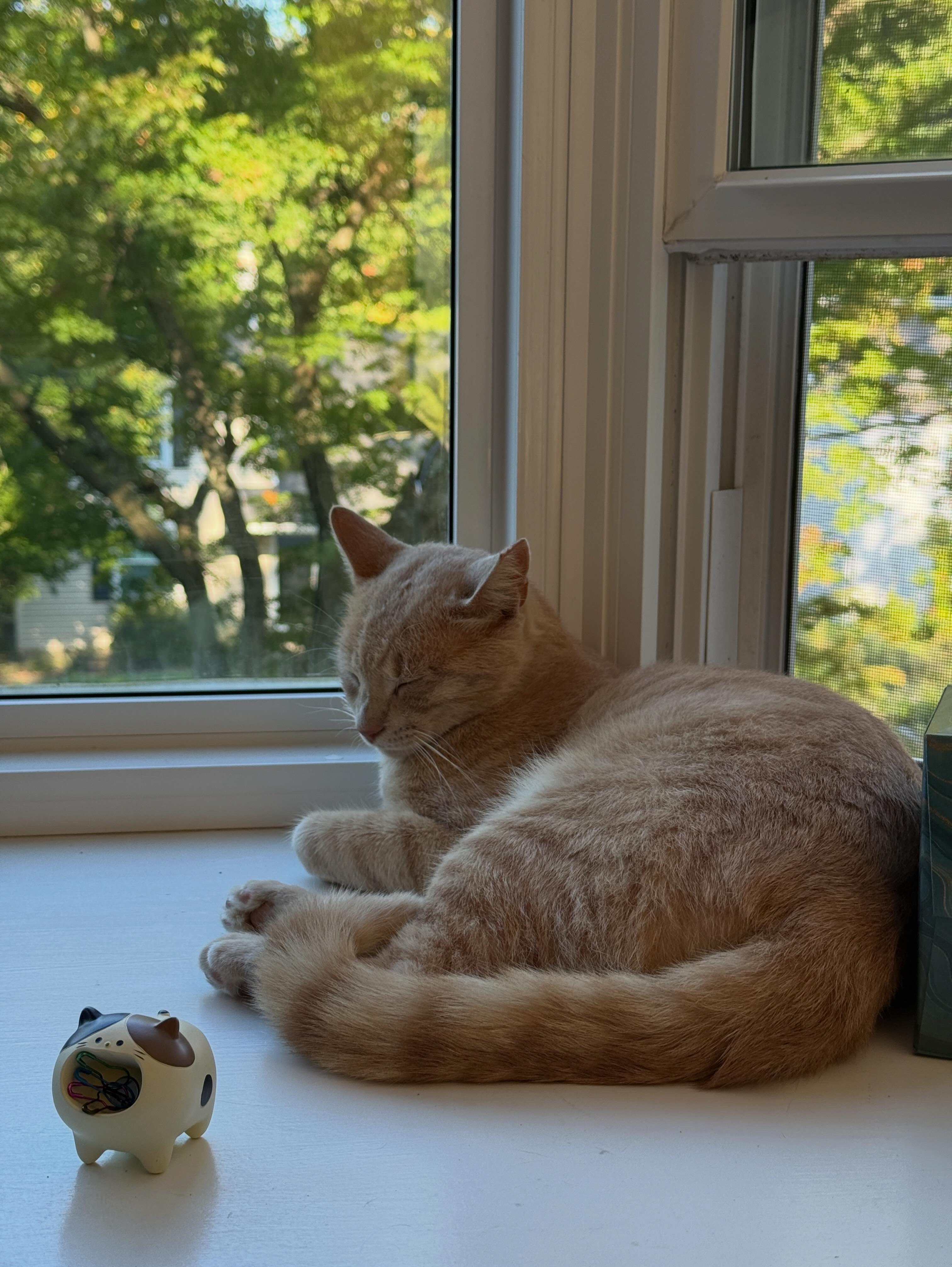 Enlarge Garfield, a Adopted Domestic Short Hair in Haddon Heights, NJ image 5/6