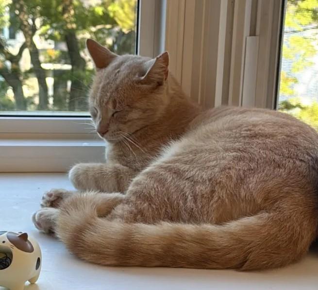 Enlarge Garfield, a Adopted Domestic Short Hair in Haddon Heights, NJ image 2/6