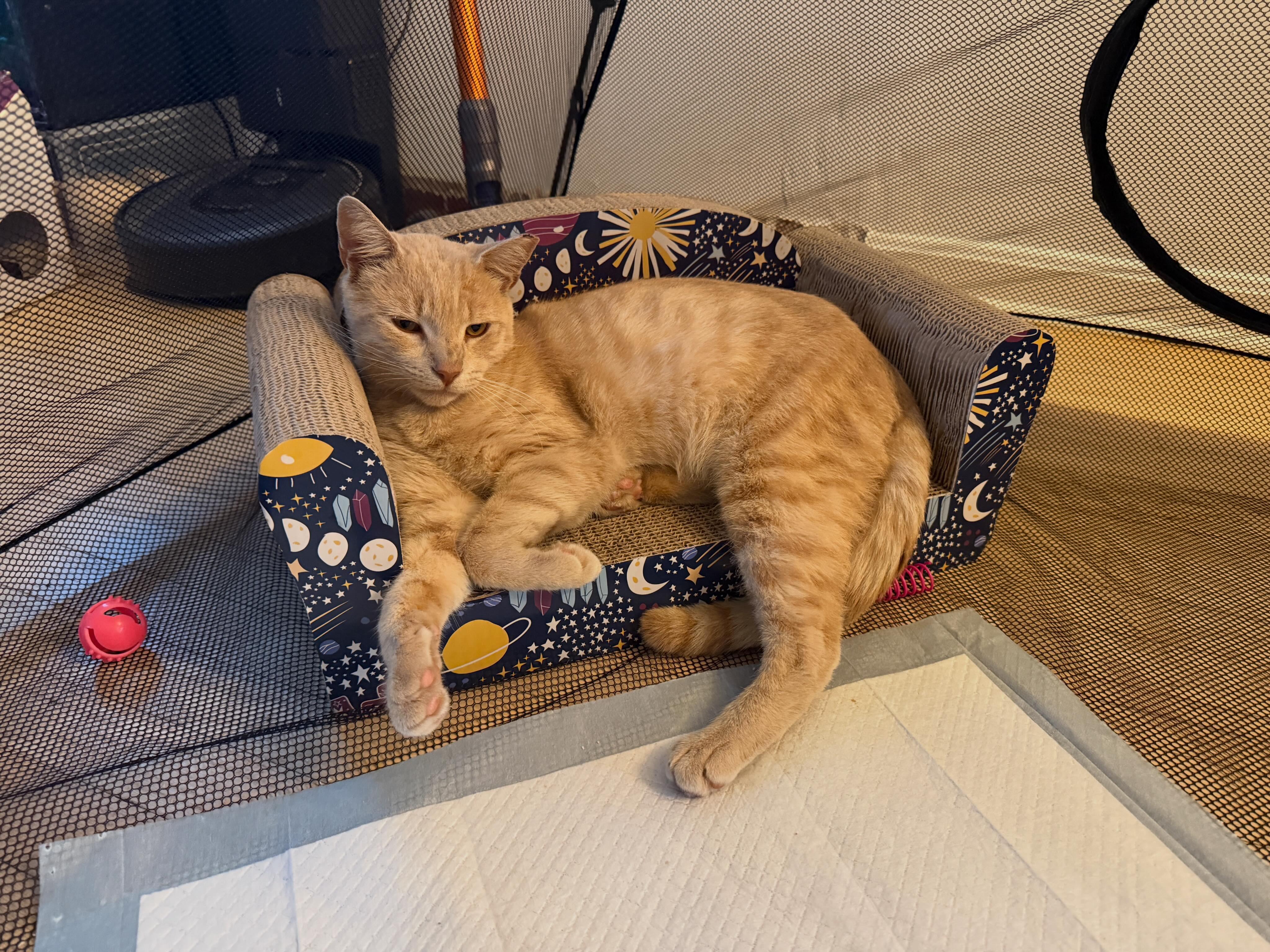 Enlarge Garfield, a Adopted Domestic Short Hair in Haddon Heights, NJ image 4/6