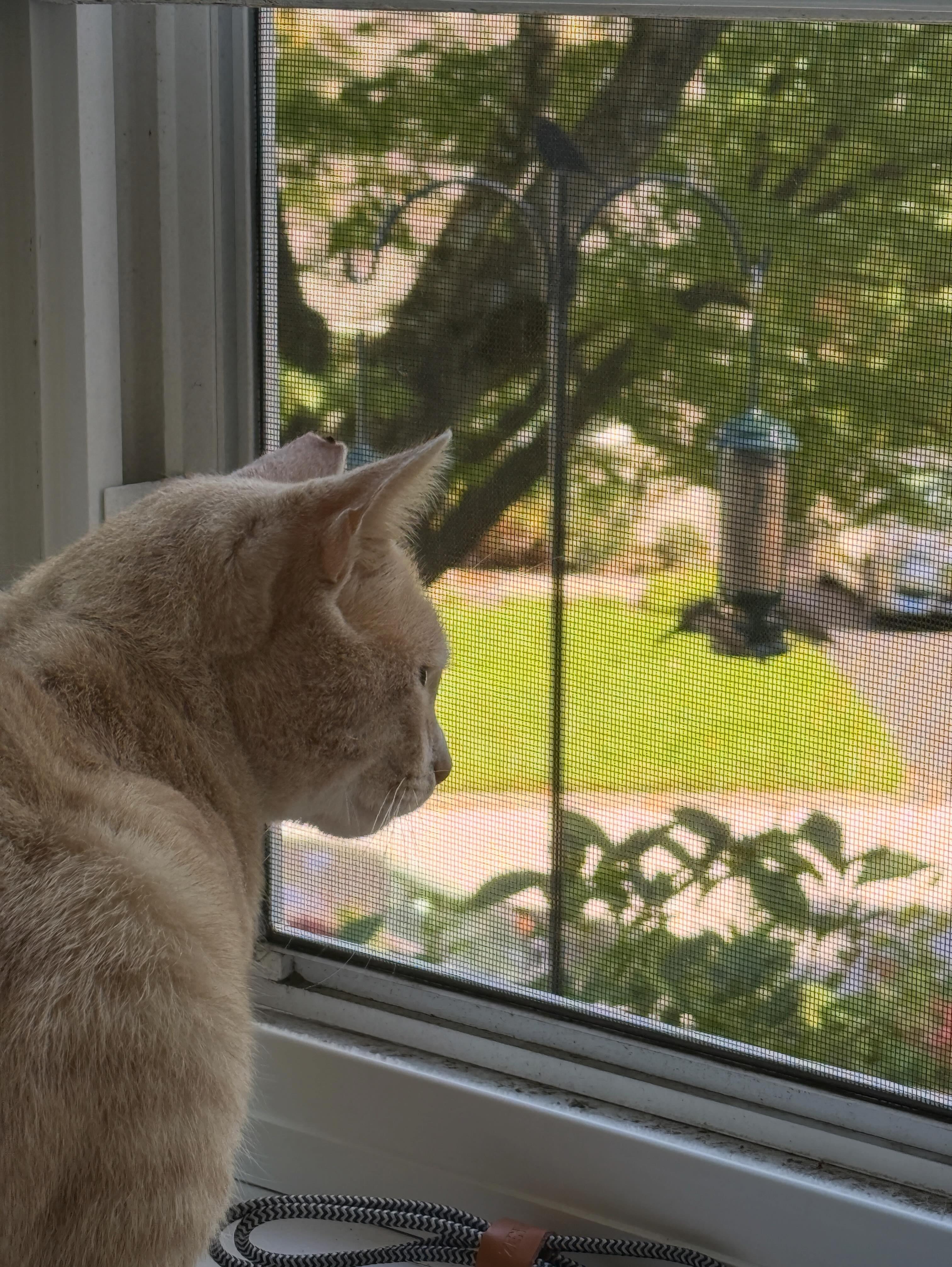Enlarge Garfield, a Adopted Domestic Short Hair in Haddon Heights, NJ image 6/6