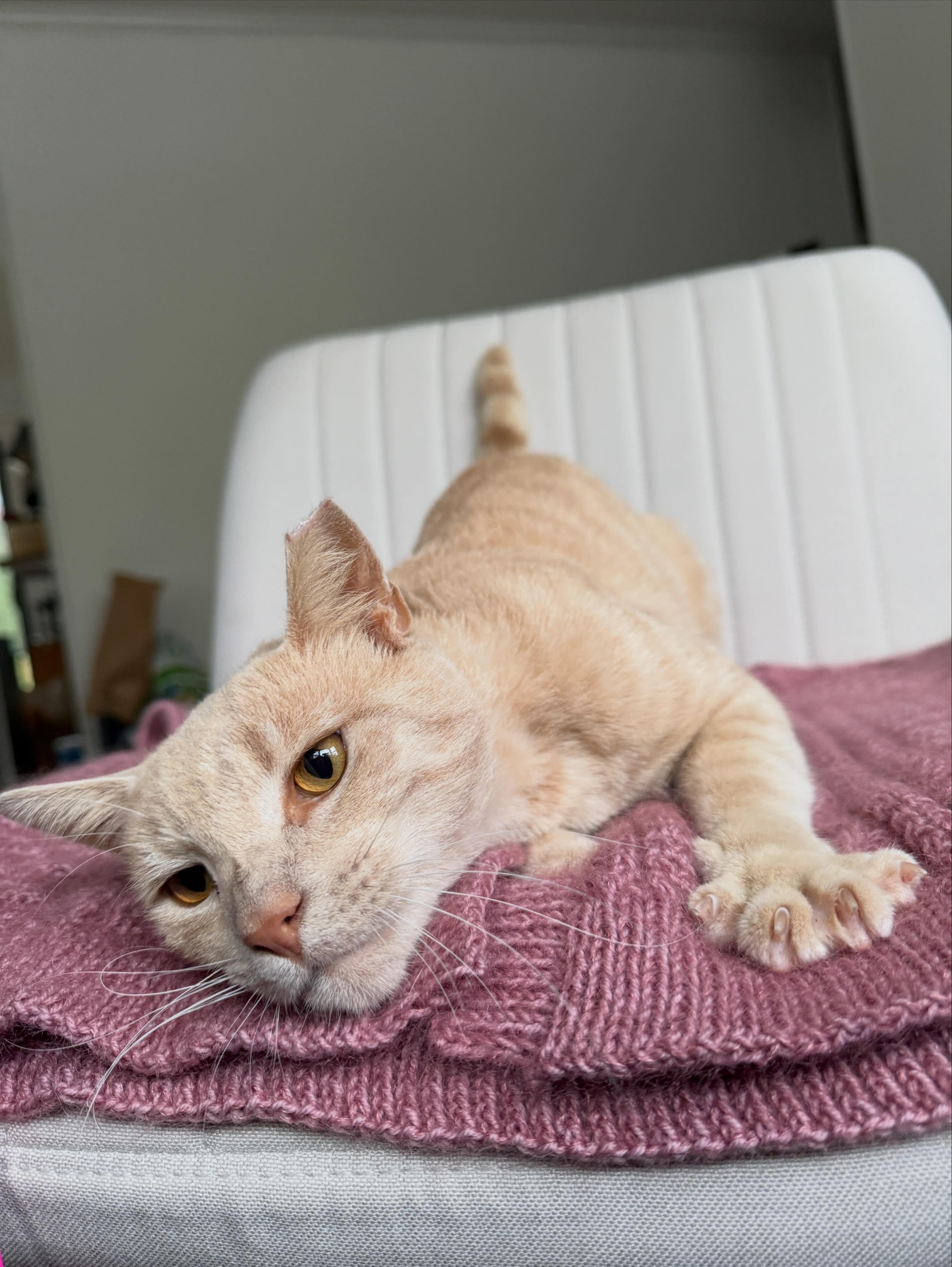 Enlarge Garfield, a Adopted Domestic Short Hair in Haddon Heights, NJ image 3/6
