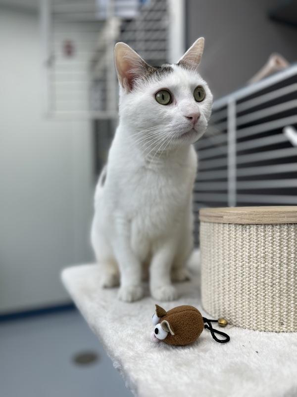 Splash (in Foster), a Adoptable mixed breed in Skillman, NJ image 1/5