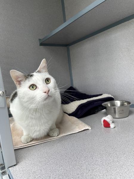 Splash (in Foster), a Adoptable mixed breed in Skillman, NJ image 2/5