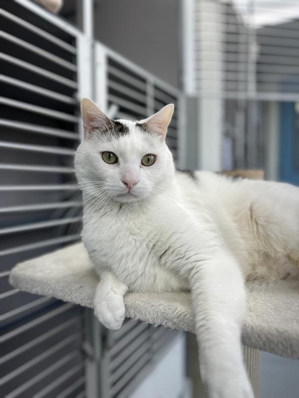 Splash (in Foster), a Adoptable mixed breed in Skillman, NJ image 3/5