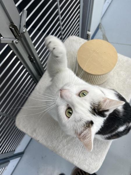 Splash (in Foster), a Adoptable mixed breed in Skillman, NJ image 5/5