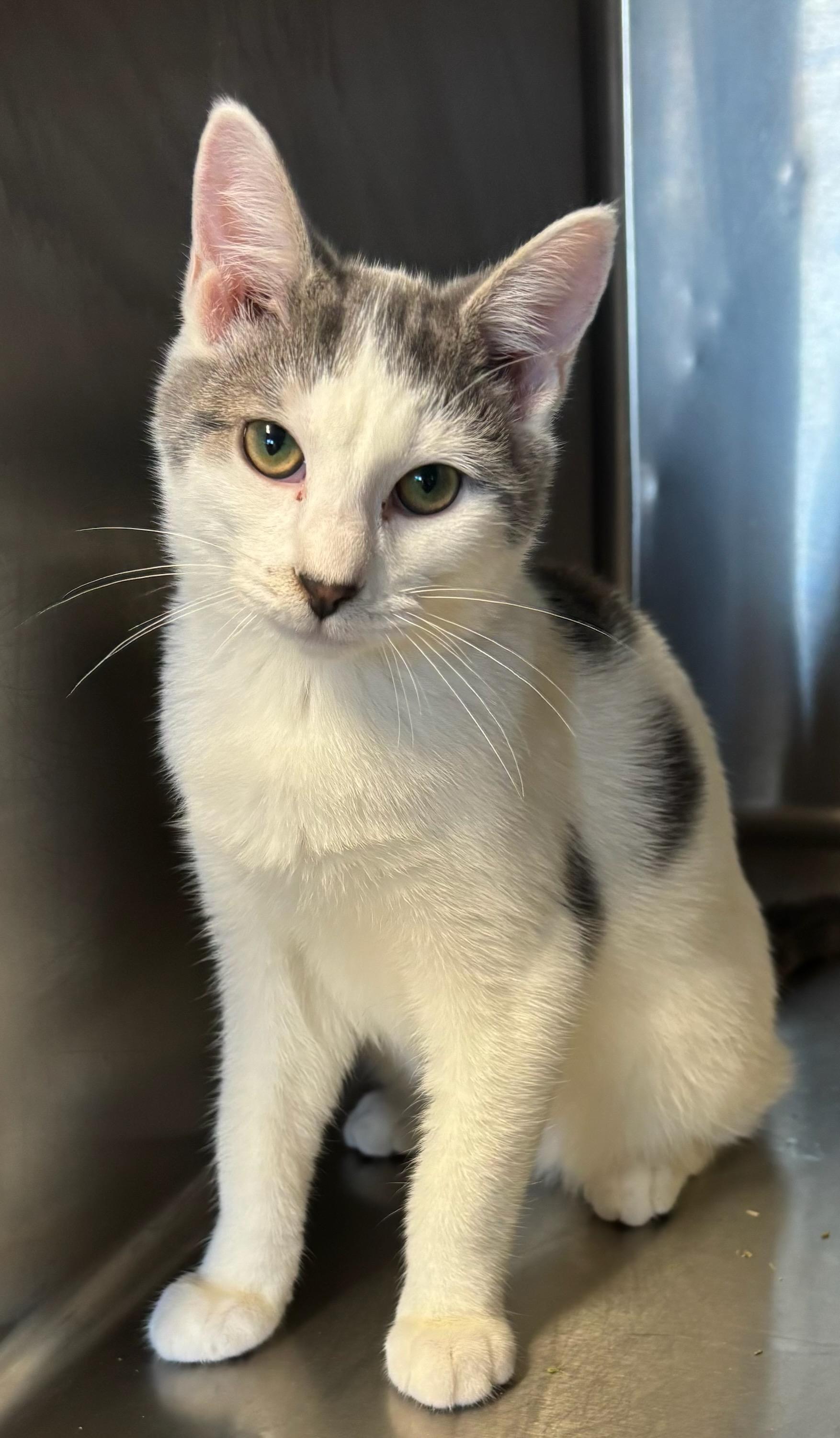 Enlarge Wiggles, an adopted mixed breed in Snow Hill, NC image 1/1