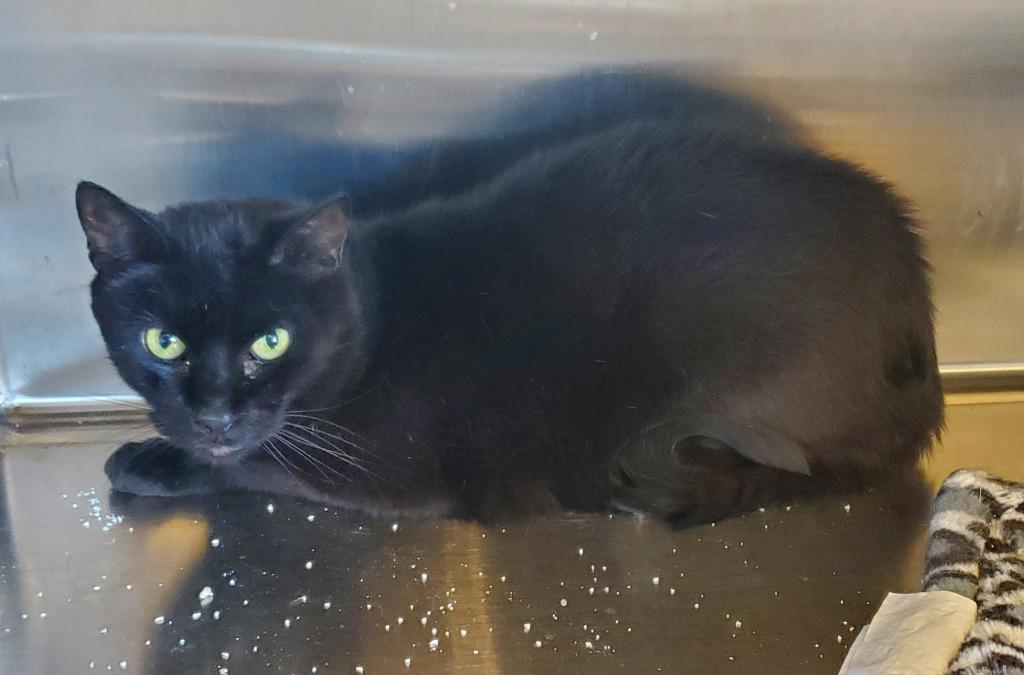 Enlarge Ninja, a Adopted mixed breed in Havre, MT image 1/1