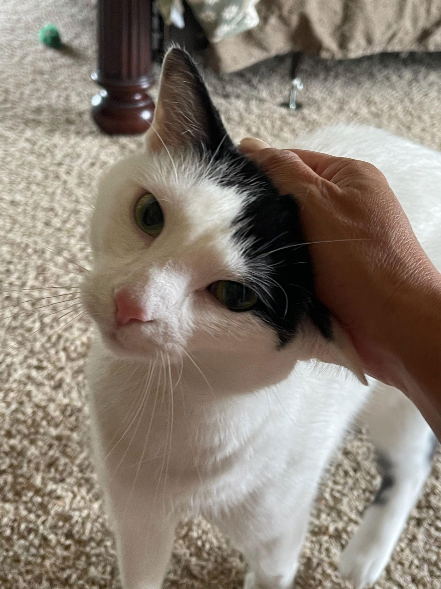 Jasmine, a Adoptable Domestic Short Hair in Berkeley Springs, WV image 1/3