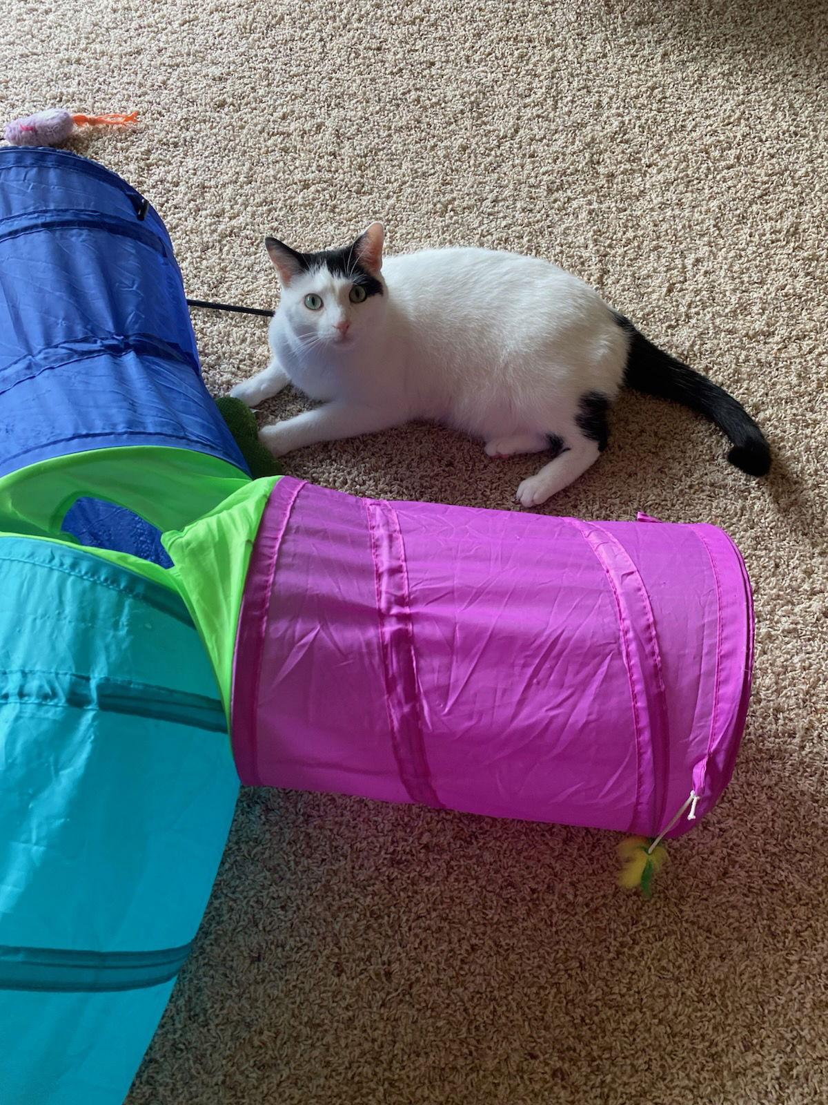 Jasmine, a Adoptable Domestic Short Hair in Berkeley Springs, WV image 2/3