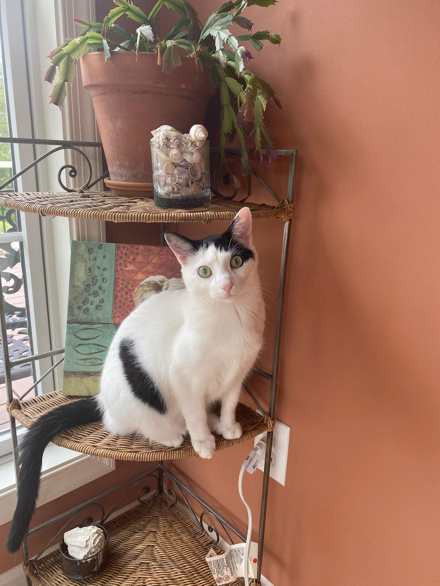 Jasmine, a Adoptable Domestic Short Hair in Berkeley Springs, WV image 3/3