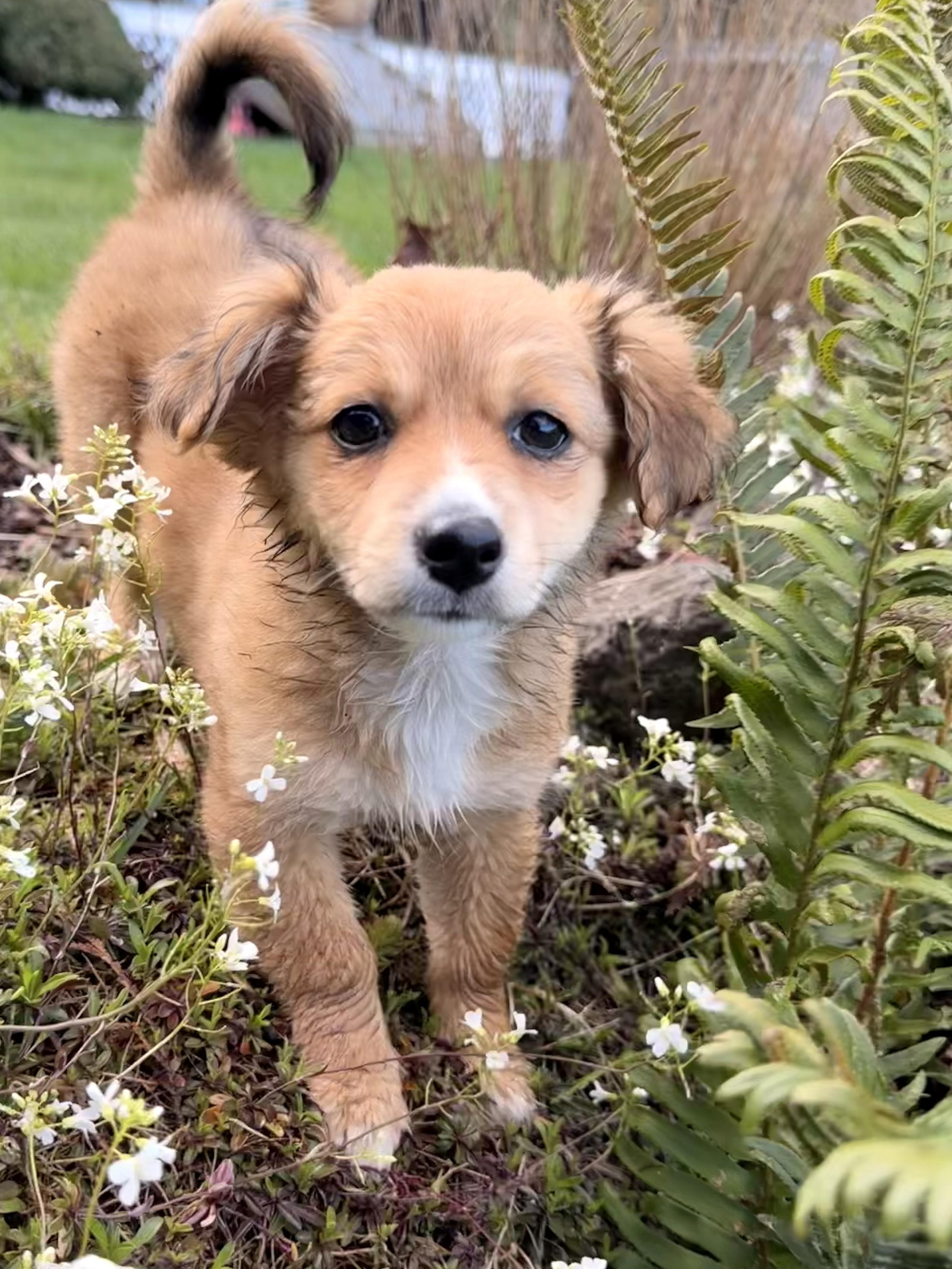 Enlarge Caramel , a Adoptable Chiweenie in Ephrata, WA image 2/6