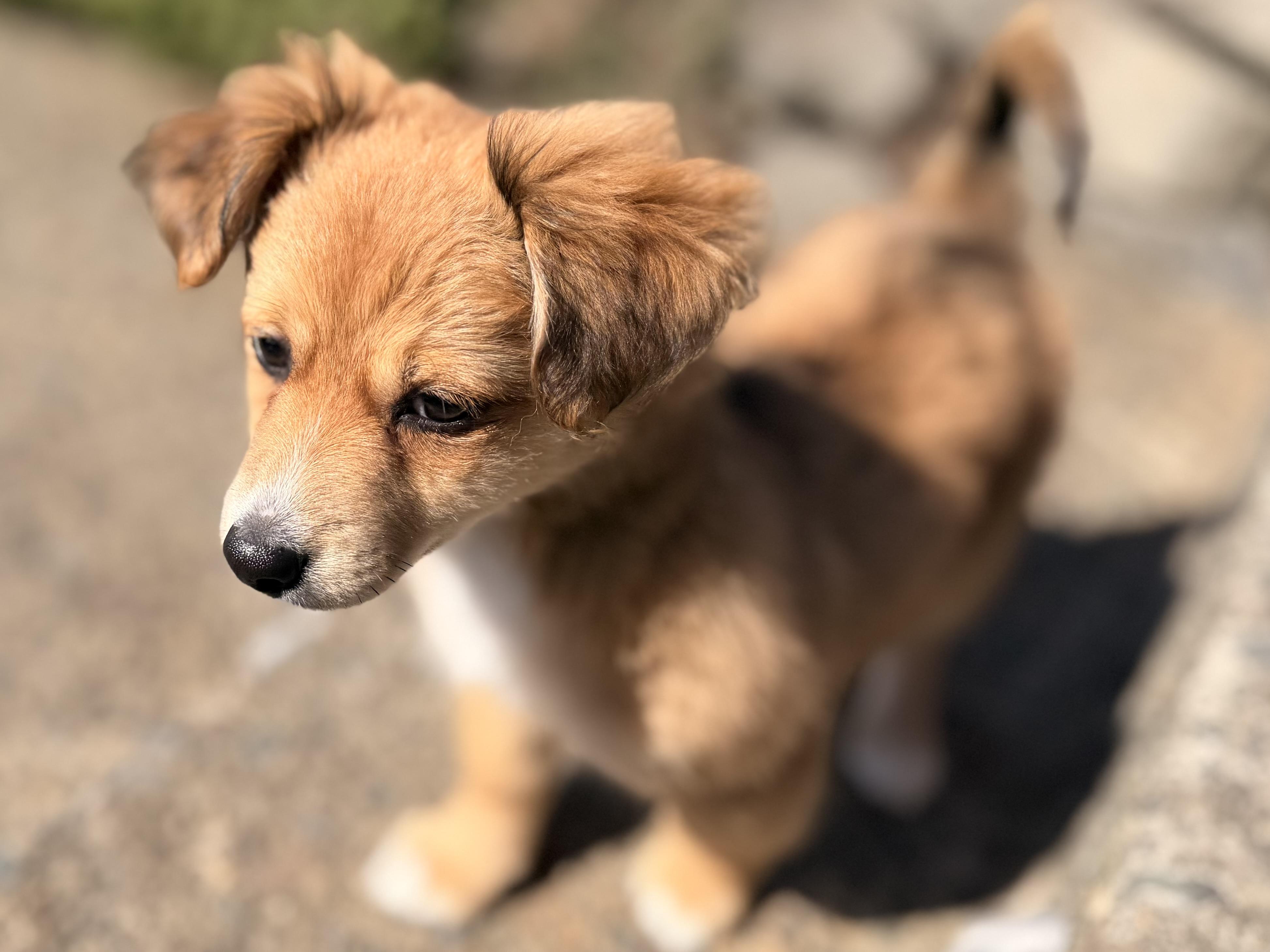 Enlarge Caramel , a Adoptable Chiweenie in Ephrata, WA image 4/6
