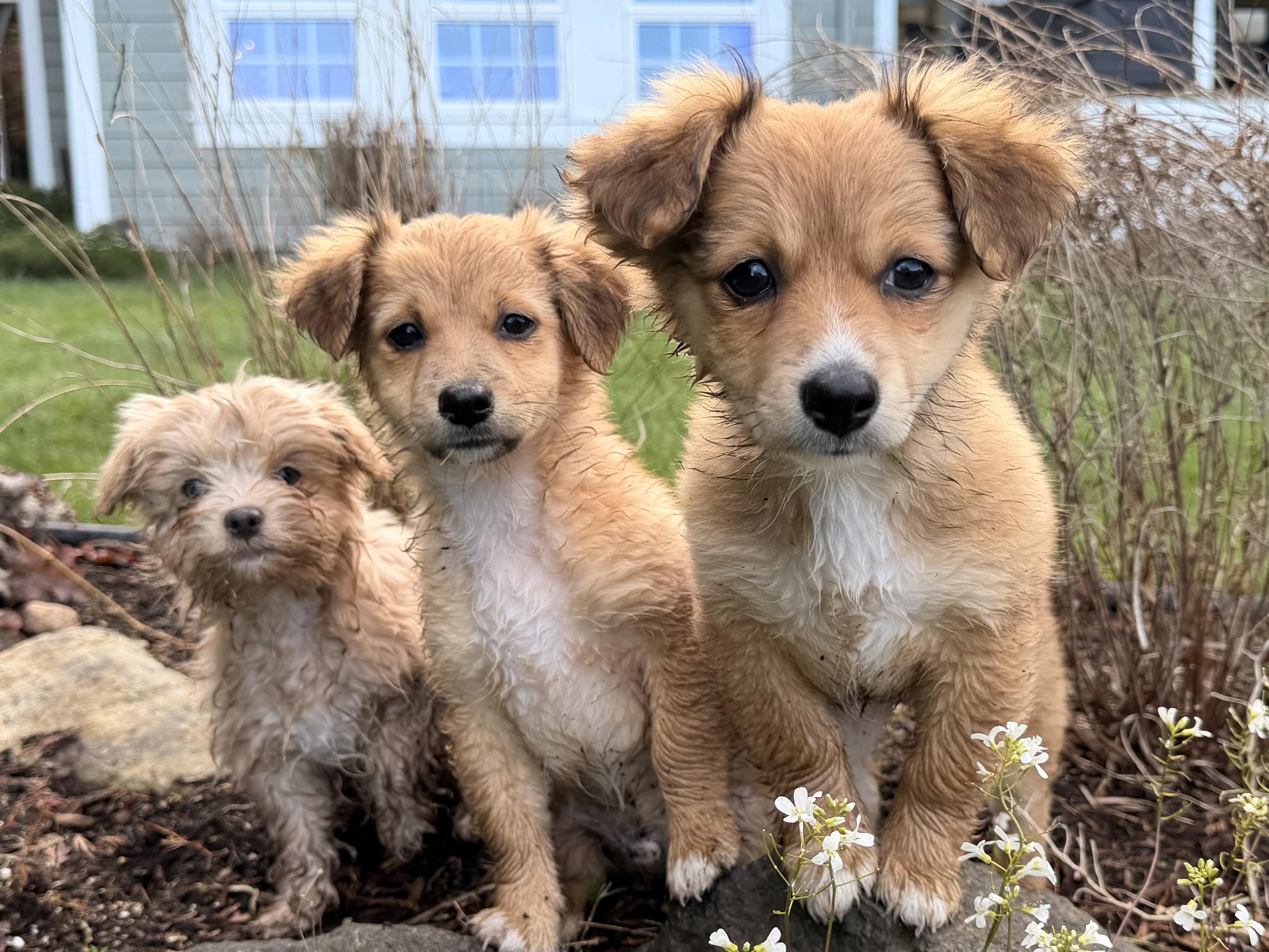 Enlarge Caramel , a Adoptable Chiweenie in Ephrata, WA image 6/6