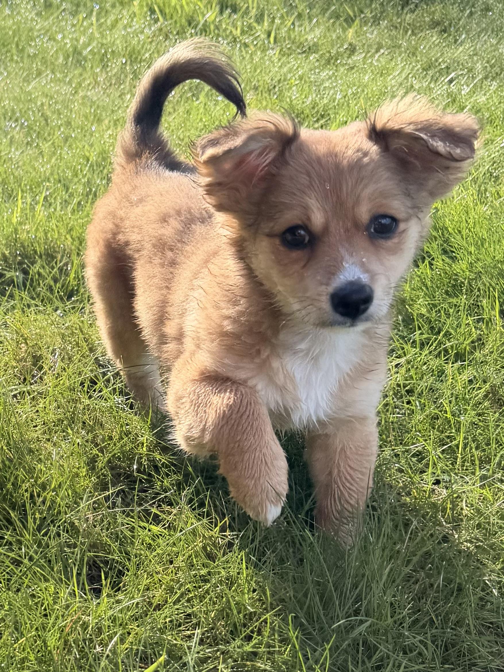Enlarge Caramel , a Adoptable Chiweenie in Ephrata, WA image 3/6