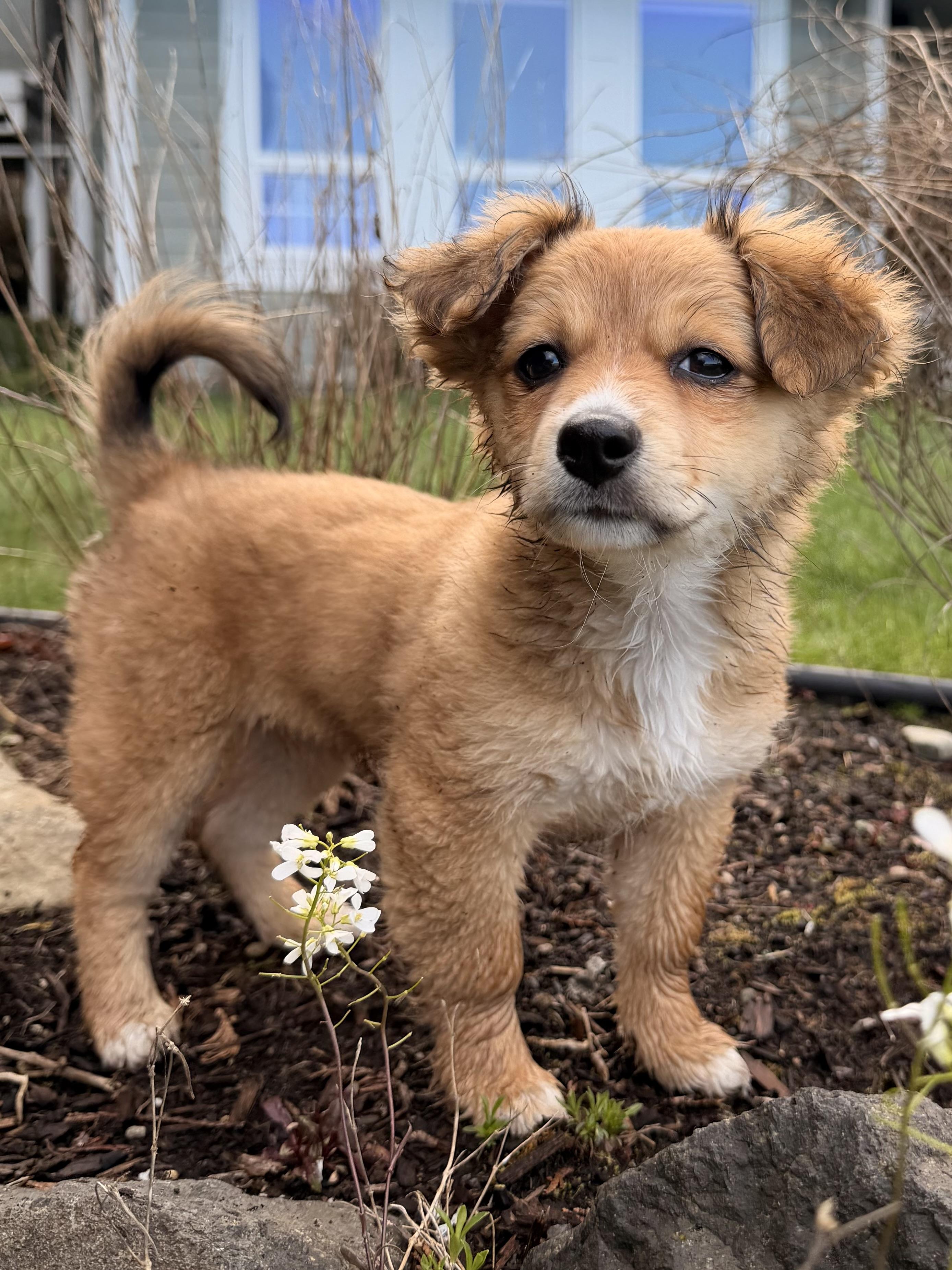 Caramel , Adoptable, Puppy Female Chiweenie.