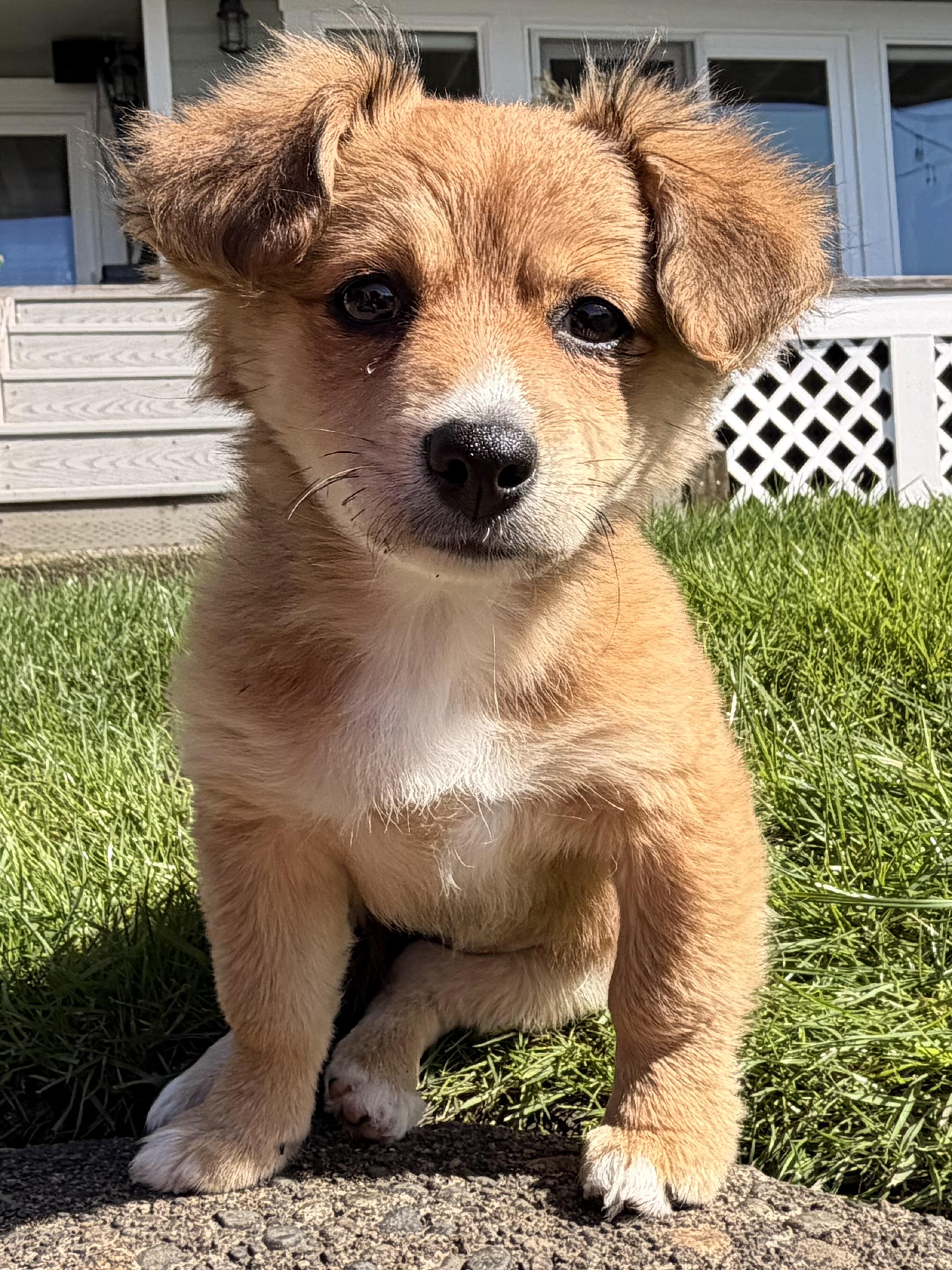 Enlarge Caramel , a Adoptable Chiweenie in Ephrata, WA image 5/6