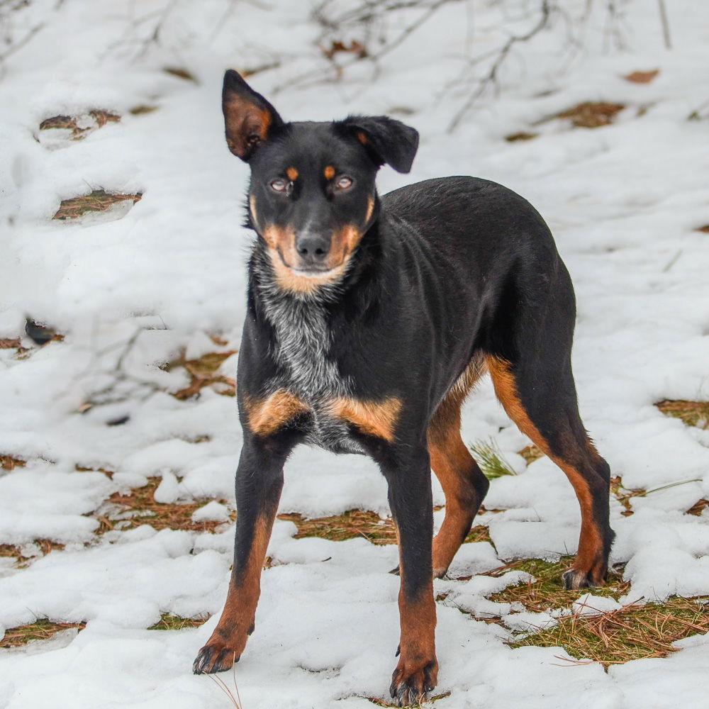 Phoenix, Adoptable, Young Female Cattle Dog & Doberman Pinscher.