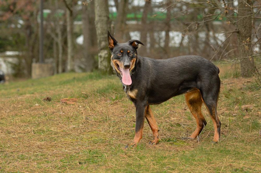 Enlarge Phoenix, a Adoptable mixed breed in Brick, NJ image 1/3