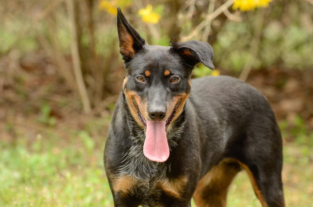 Enlarge Phoenix, a Adoptable mixed breed in Brick, NJ image 2/3