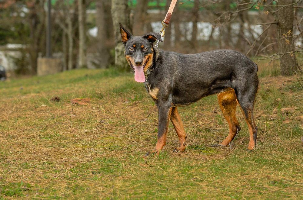 Enlarge Phoenix, a Adoptable mixed breed in Brick, NJ image 3/3